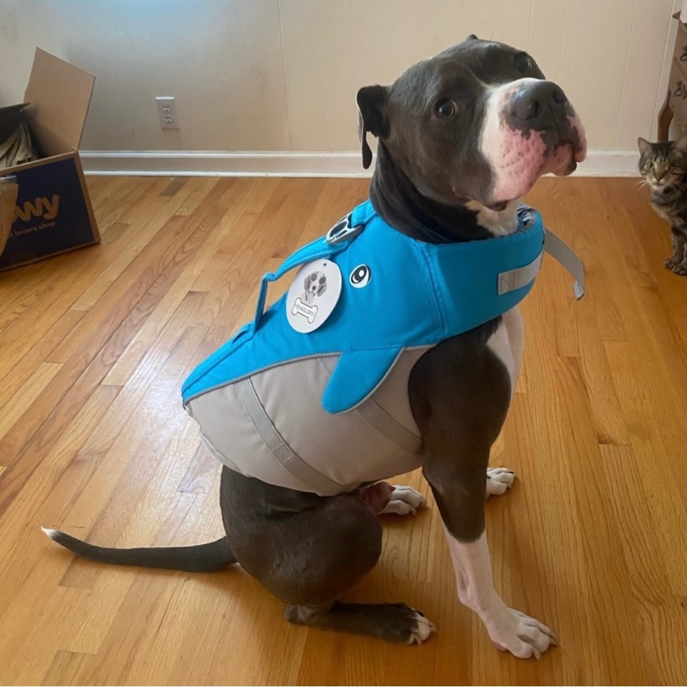 Shark life jacket XL dog